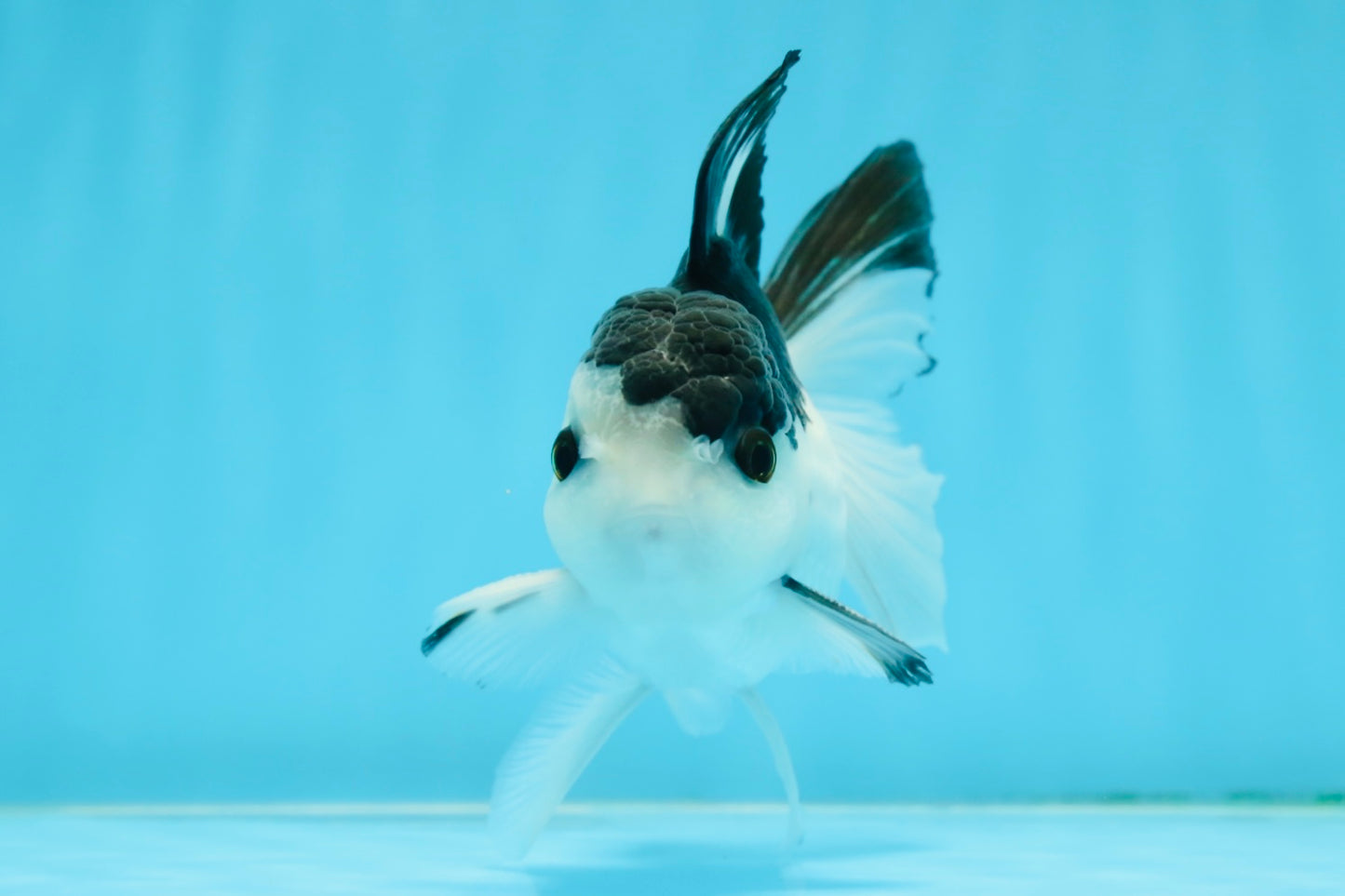 A Grade Nugget SO CUTE Panda Button Eyes Oranda Male 4.5 inches #010325OR_15