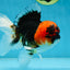 A Grade SPECIAL Tricolor Oranda Male 5  inches #051625OR_27