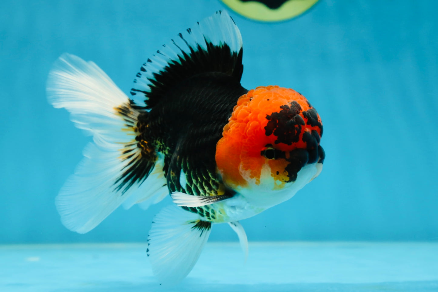 A Grade SPECIAL Tricolor Oranda Male 5  inches #051625OR_27