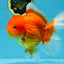 SUPER CUTE A Grade Red White Oranda Female 6.5 inches #110725OR_01