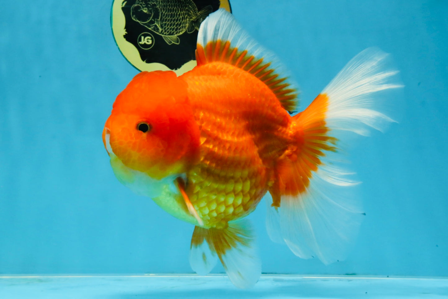 SUPER CUTE A Grade Red White Oranda Female 6.5 inches #110725OR_01
