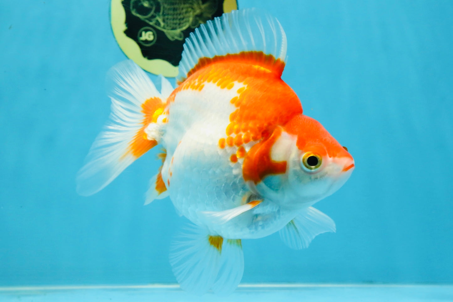 A Grade Red White Ryukin Female 5.5-6 inches #111425RK_06