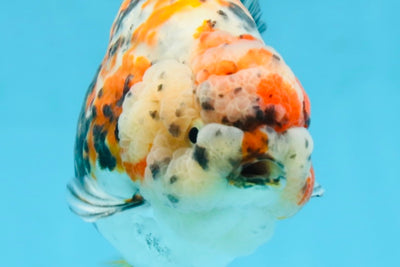 AAA Grade Special Calico LionKing 4.5-5 inches #101025RC_21