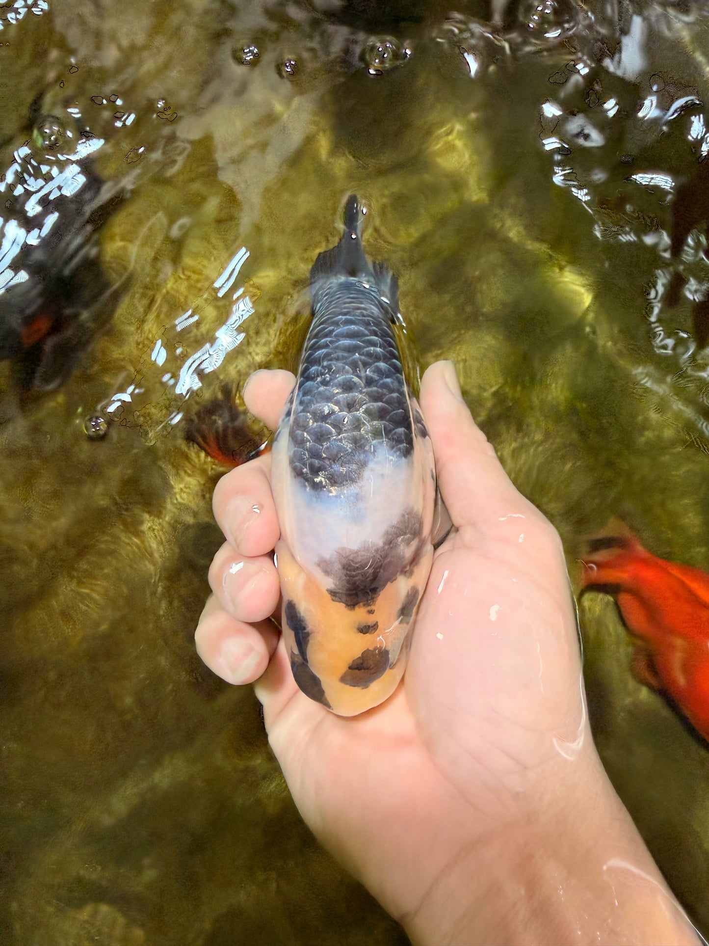 Cow Chinese Ranchu Female 5-5.5 inches #103125RC_08