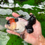 A Grade Tricolor Red Head Oranda Female 4.5 inches #0830OR_05