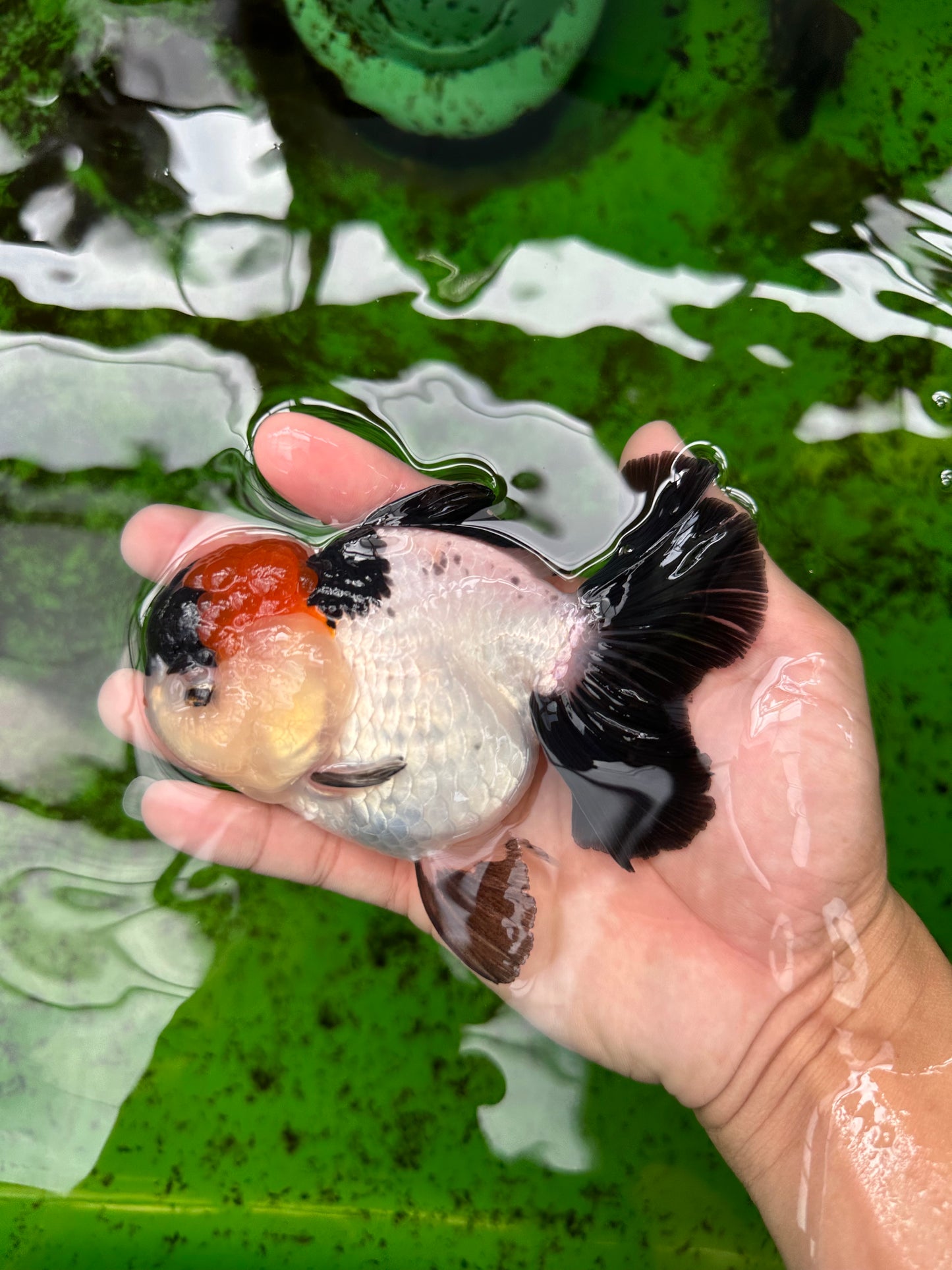 A Grade Tricolor Red Head Oranda Female 4.5 inches #0830OR_05