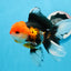 Oranda macho tricolor de grado A de 5 pulgadas n.° 0906OR_29