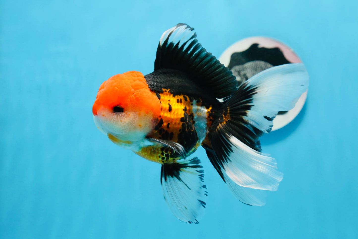 A Grade Tricolor Oranda Male 5 inches #0906OR_29