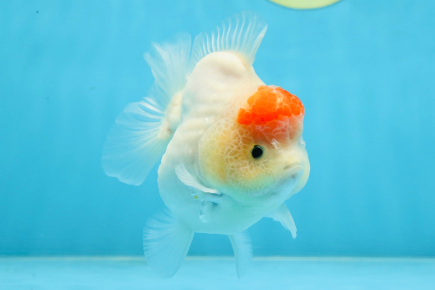 AAA Grade Tancho Sakura Yuanbao Male 4-4.5 inches #101025YB_31