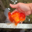 A Grade Red White Oranda Male 5-5.5 inches #082826OR_14