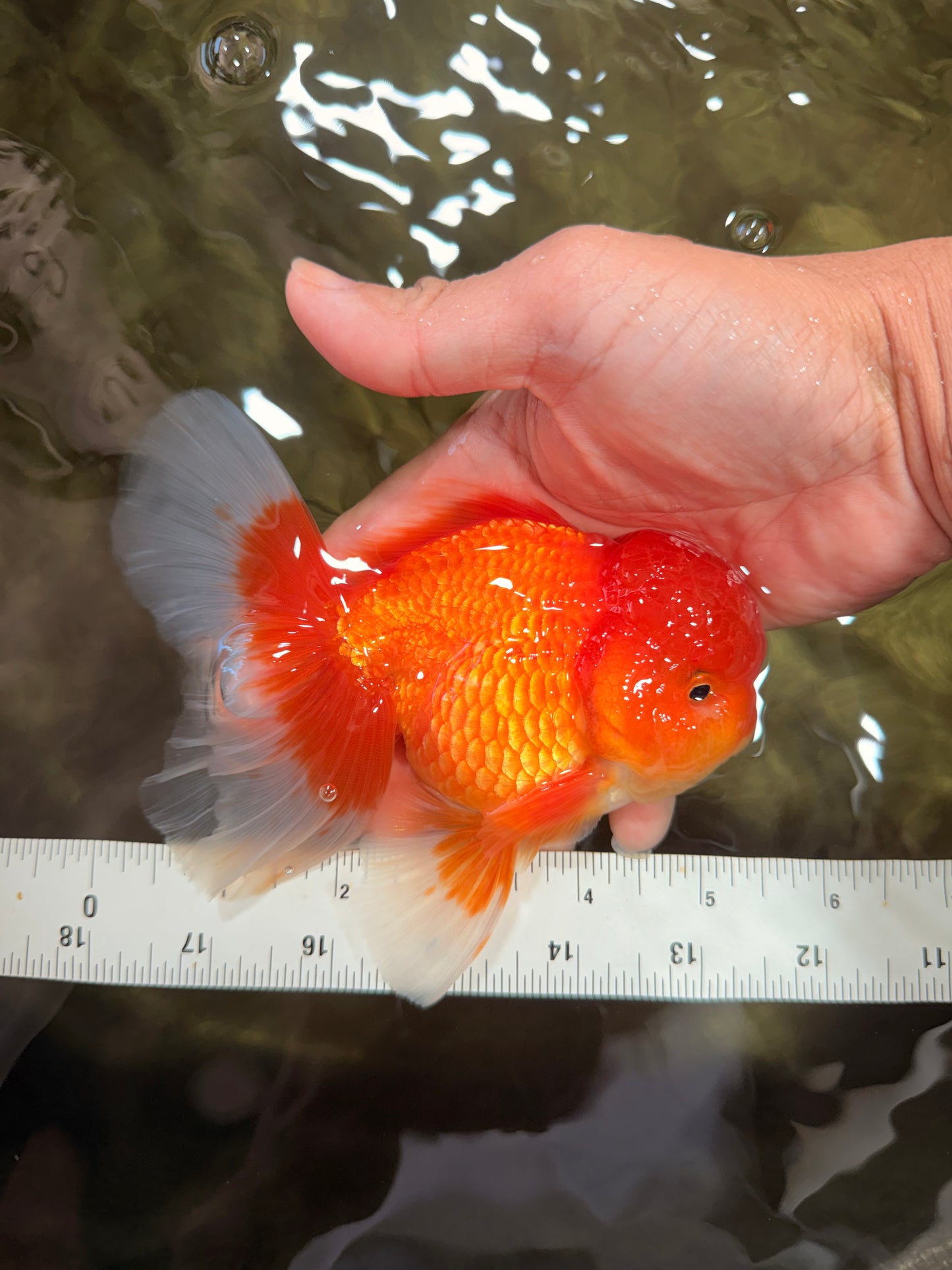 A Grade Red White Oranda Male 5-5.5 inches #082826OR_14