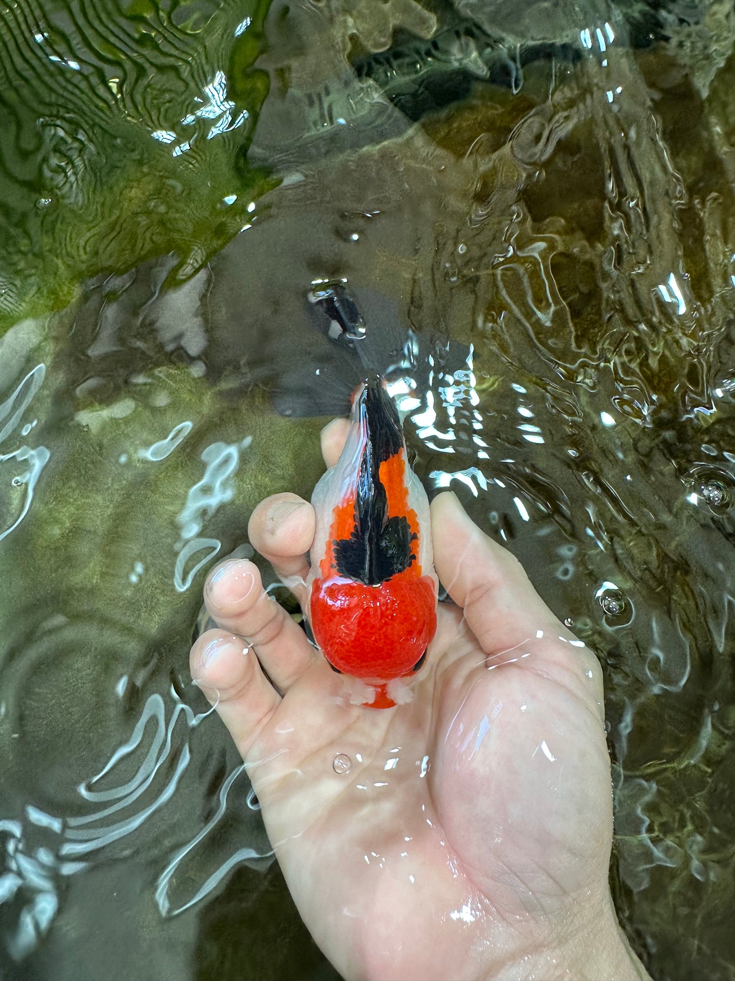 A Grade Pompom Tricolor Yuanbao Male 4.5 inches #062725YB_08