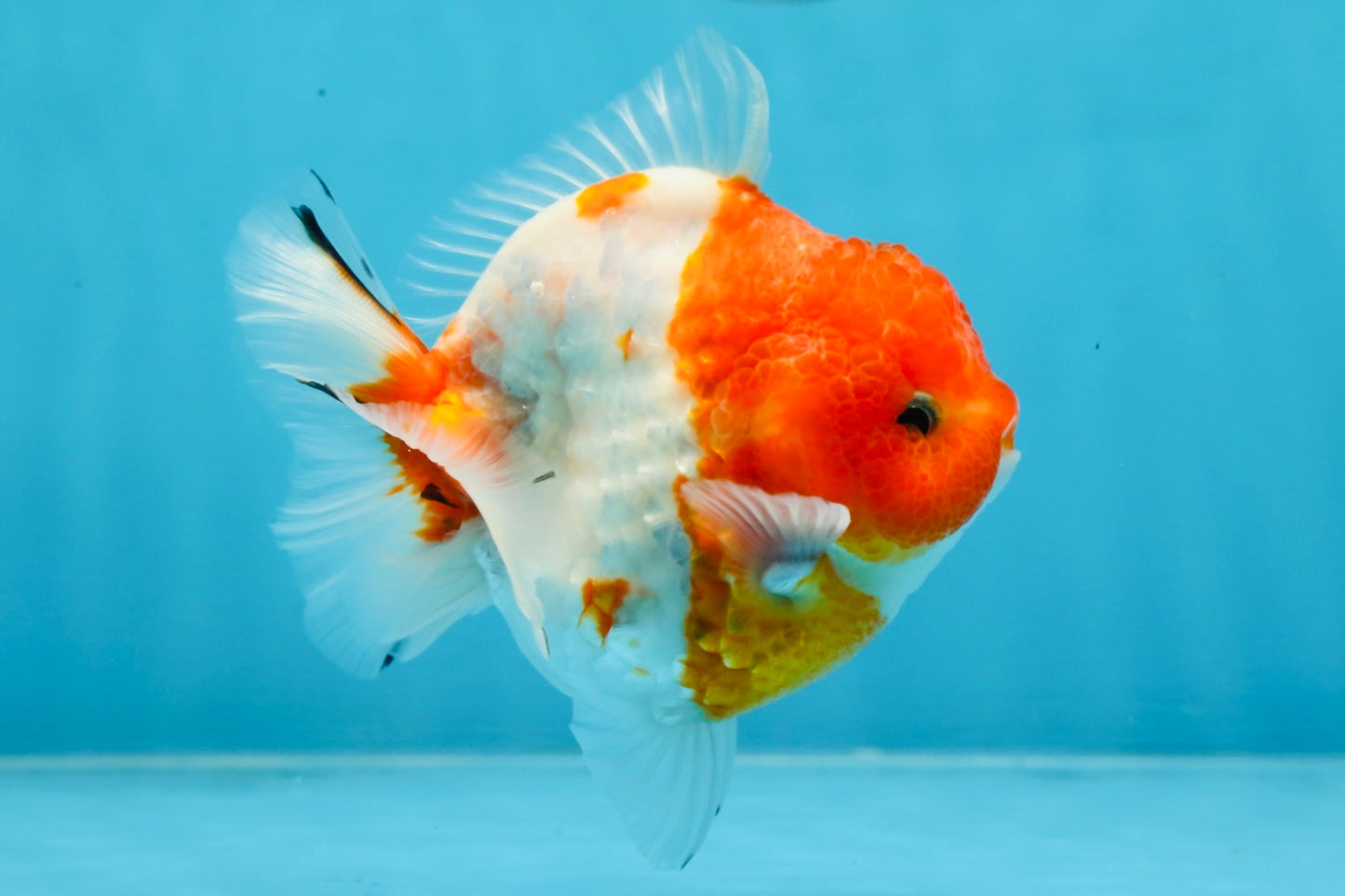 SUPER CUTE Sakura Yuanbao Male 4 inches #101725YB_27