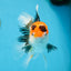 A Grade Tricolor Oranda Male 5 inches #082225OR_20