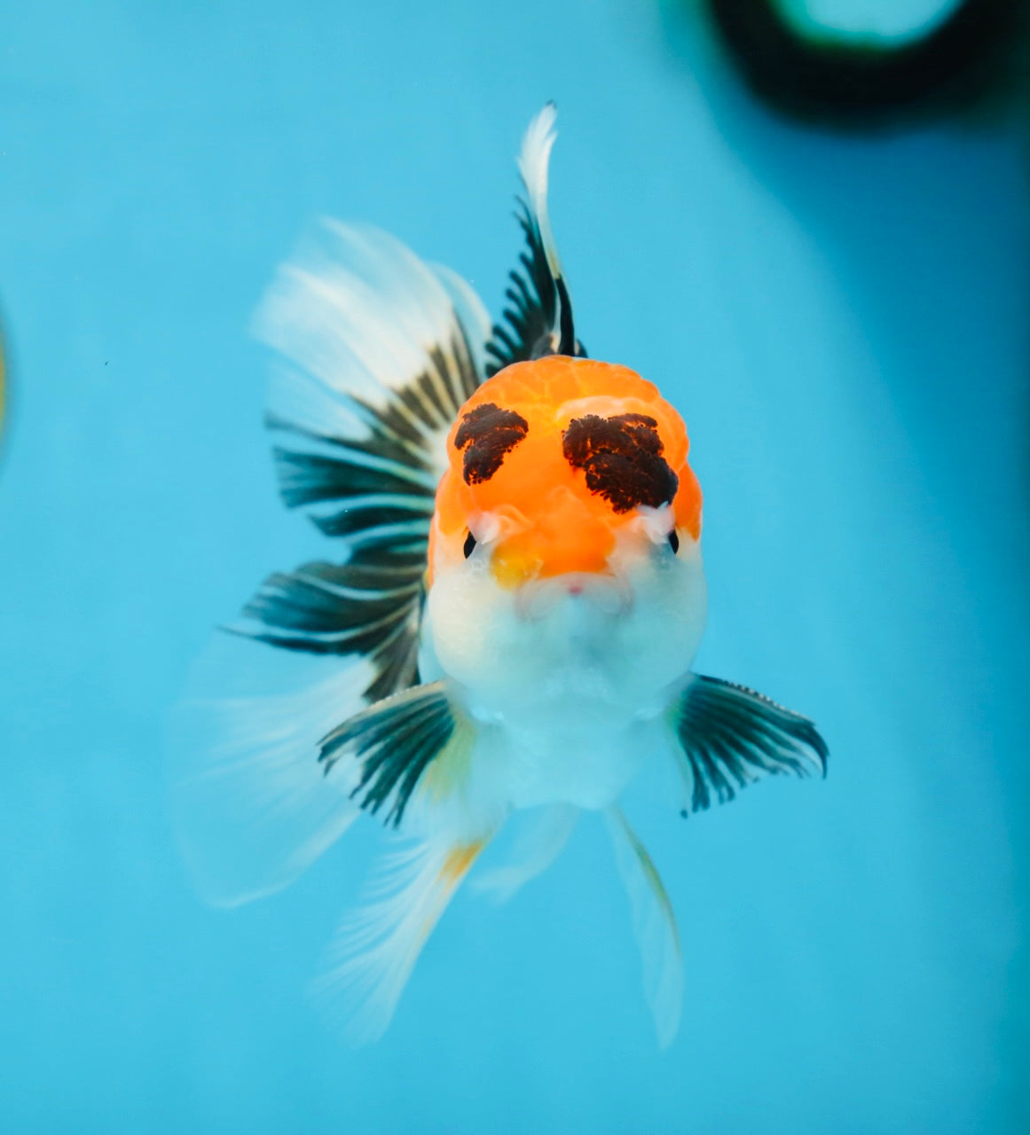 A Grade Tricolor Oranda Male 5 inches #082225OR_20
