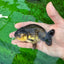 Black Gold Ranchu Female 4 inches #0726RC_34