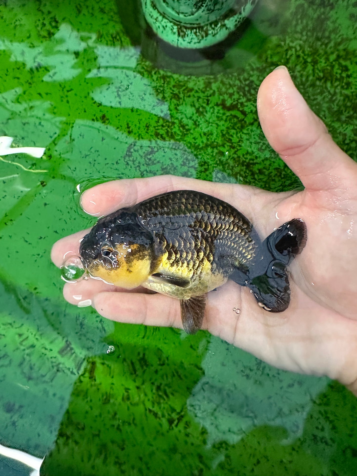 Black Gold Ranchu Female 4 inches #0726RC_34