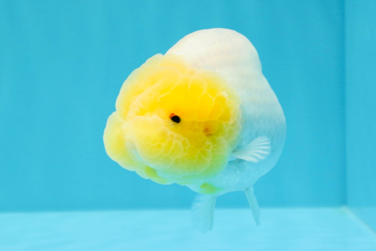 A Grade Dragon Lemonhead  LionQueen 4.5 inches #022726LC_28