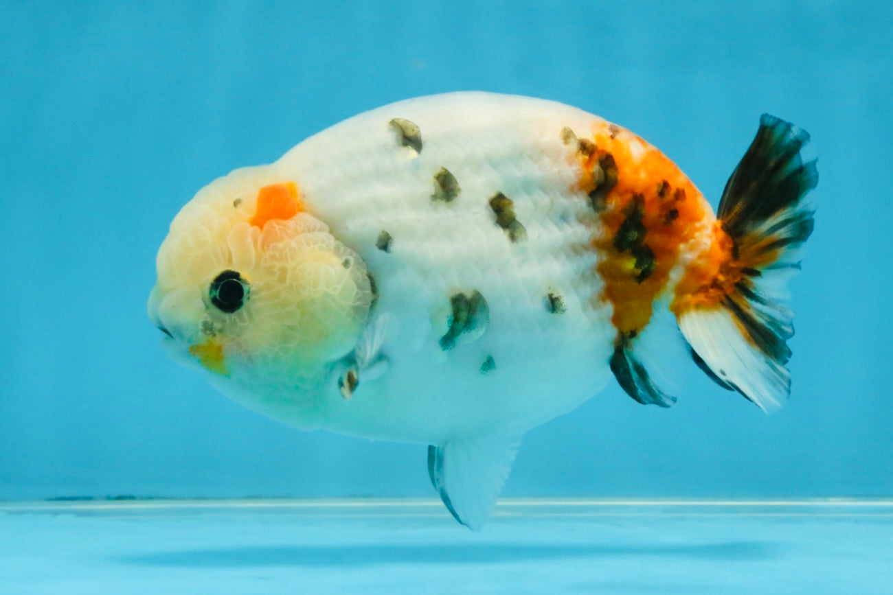 A Grade Calico LionKing 4.5-5 inches #121925LC_09