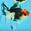 A Grade Tricolor Button Eyes Oranda Male 4.5-5 inches #081525OR_28