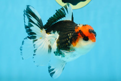 A Grade Tricolor Button Eyes Oranda Male 4.5-5 inches #081525OR_28