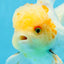 A Grade Cloudy White Oranda Male 5-5.5 inches #071125OR_12