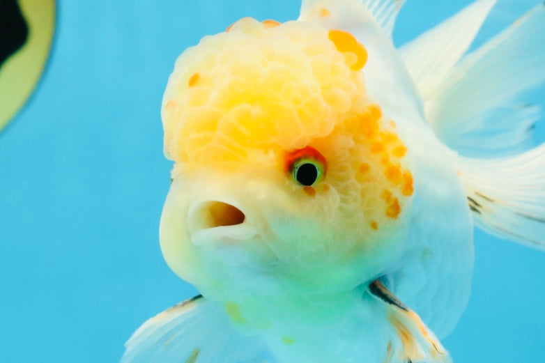 A Grade Cloudy White Oranda Male 5-5.5 inches #071125OR_12