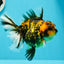 AAA Grade Young Godzilla Tiger Oranda Female 5  inches #0510OR_16