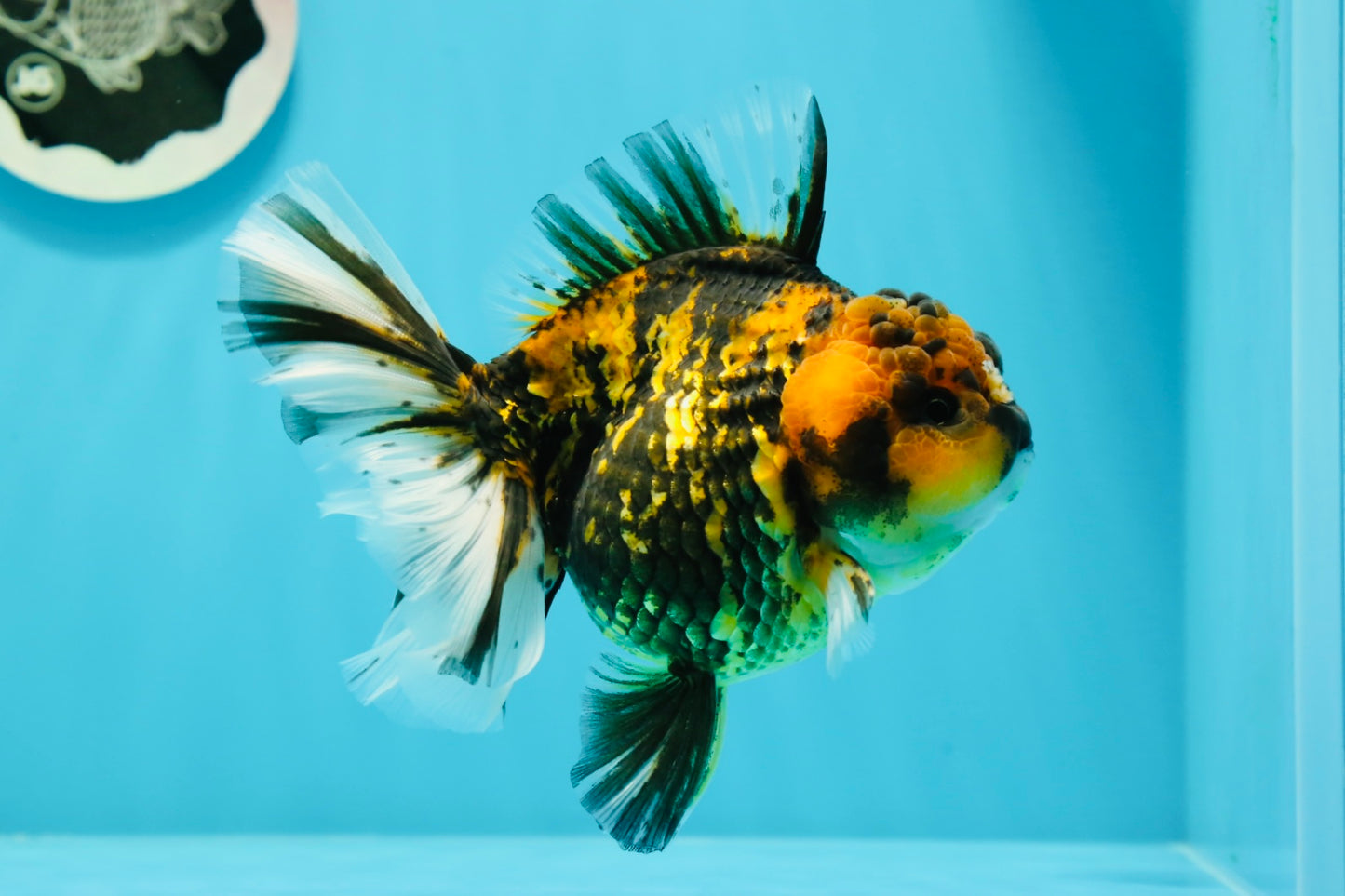 AAA Grade Young Godzilla Tiger Oranda Female 5  inches #0510OR_16