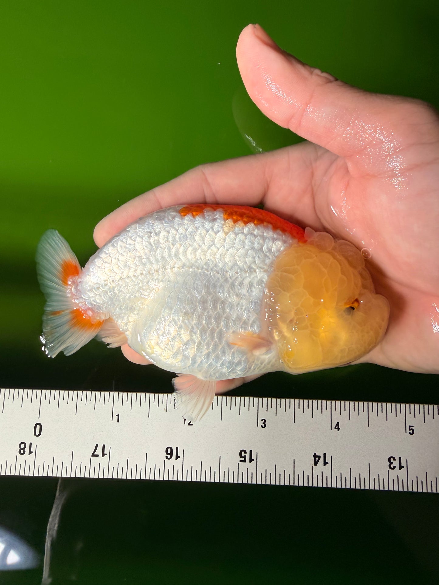 ADORABLE Orange White LionChu Female 4.5 inches #041026LC_18