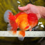 TOMATO AAA Grade Red White Oranda Male 6.5 inches #022026OR_05