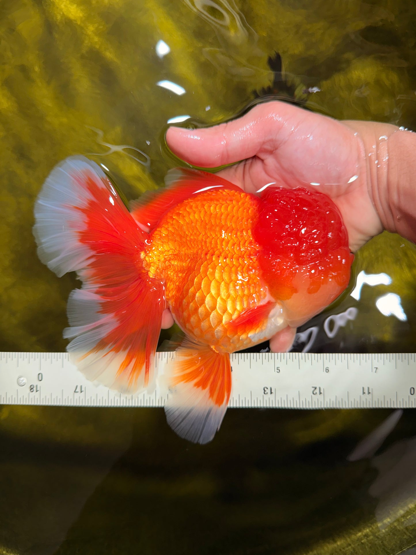 TOMATO AAA Grade Red White Oranda Male 6.5 inches #022026OR_05