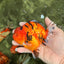 ELVIS AAA Grade Kohaku Sakura Yuanbao Male 4.5-5 inches #092526YB_08