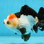 Puppy Pompom Tricolor Yuanbao Male 4.5 inches #071125YB_15