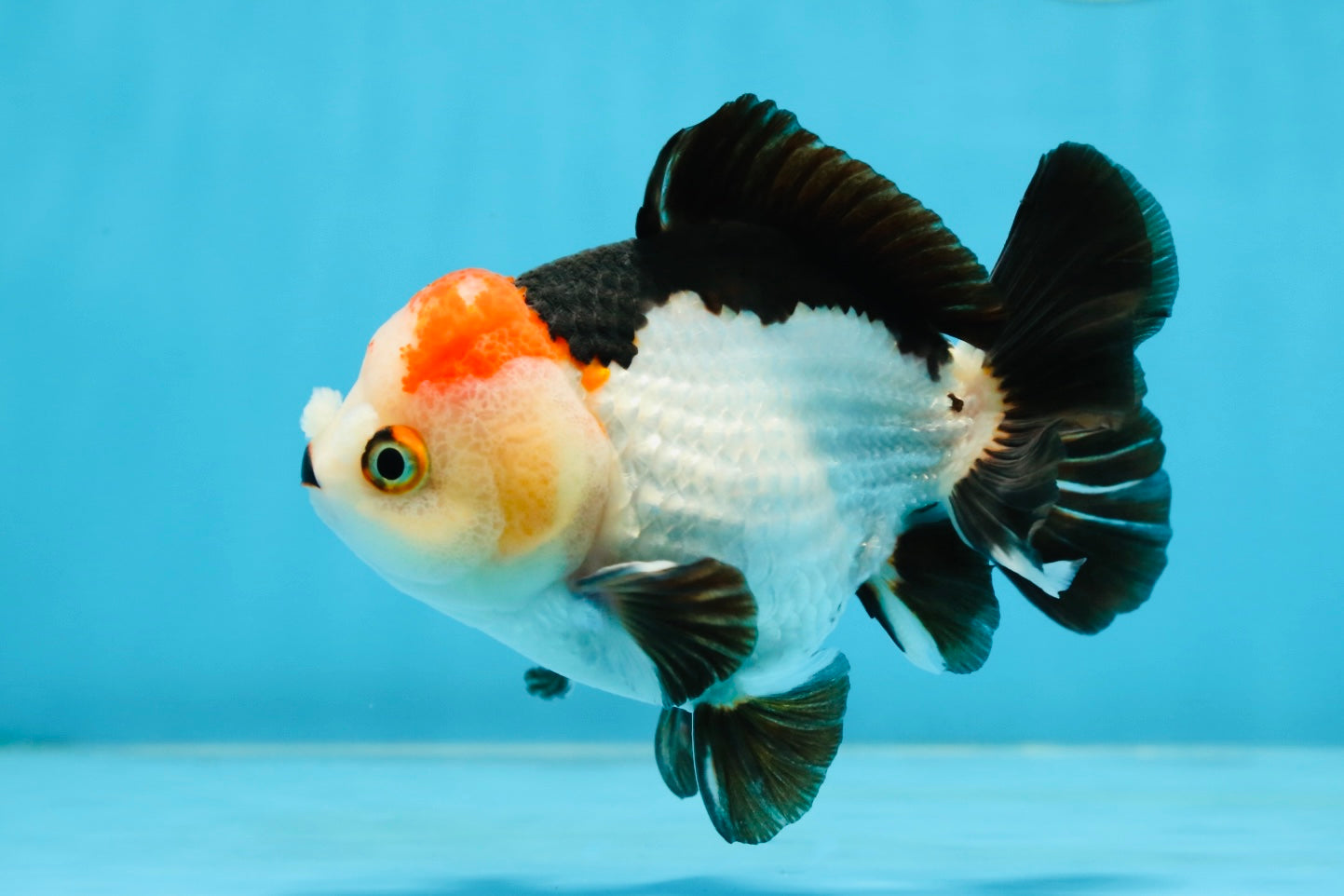 Puppy Pompom Tricolor Yuanbao Male 4.5 inches #071125YB_15