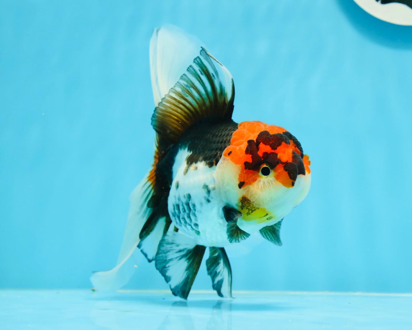 A Grade Tricolor Lava Head Oranda Female 5.5 inches #0927OR_30