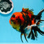 AAA Grade Special Tiger Oranda Female 6.5 inches #0913OR_19