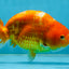 Sakura Chinese Ranchu Female 5 inches #120525RC_06