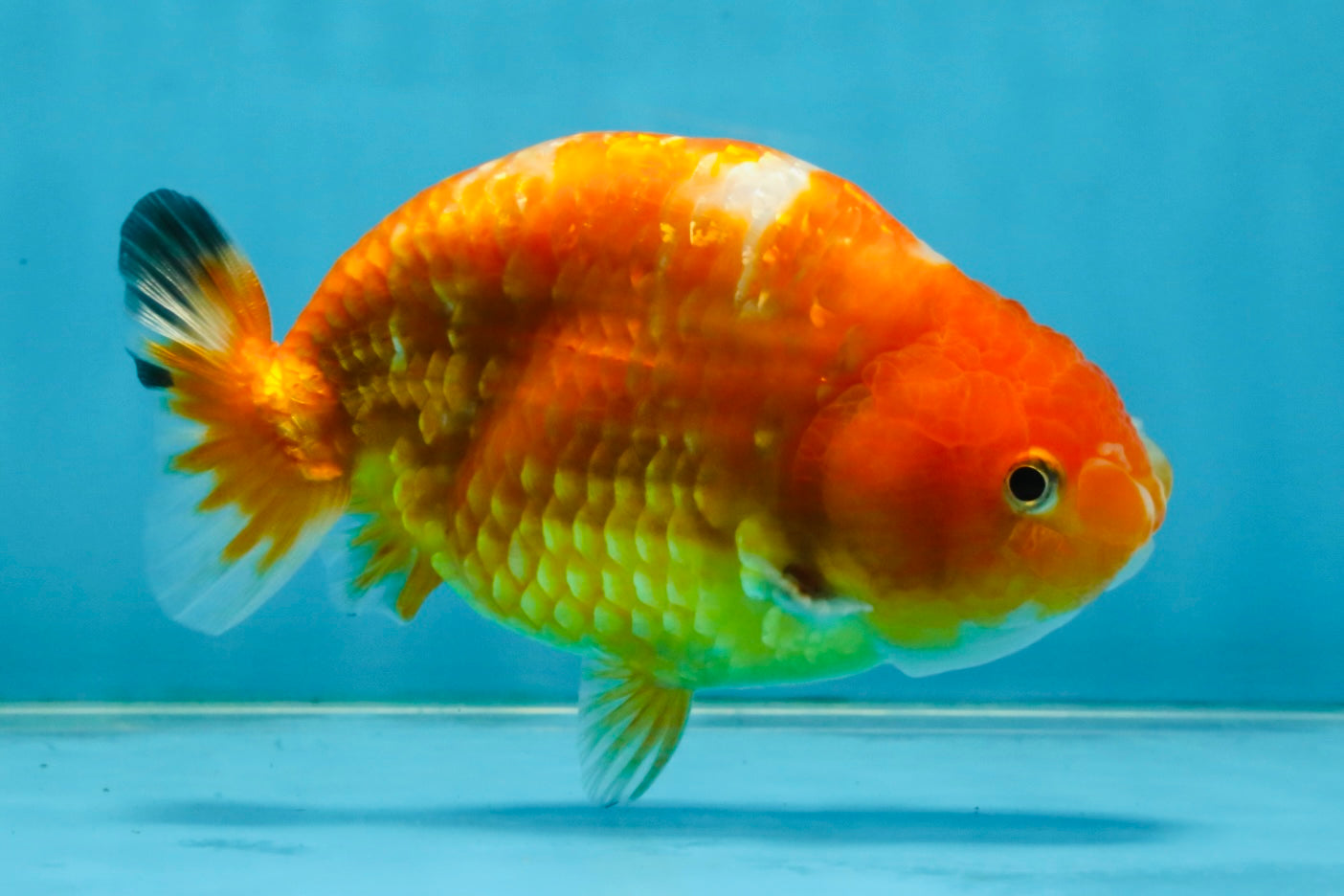 Sakura Chinese Ranchu Female 5 inches #120525RC_06