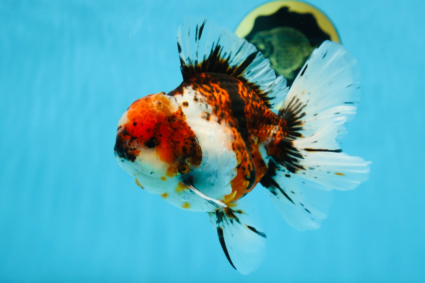 AAA Grade Young Godzilla Calico Oranda Male 5.5 inches #080125OR_04