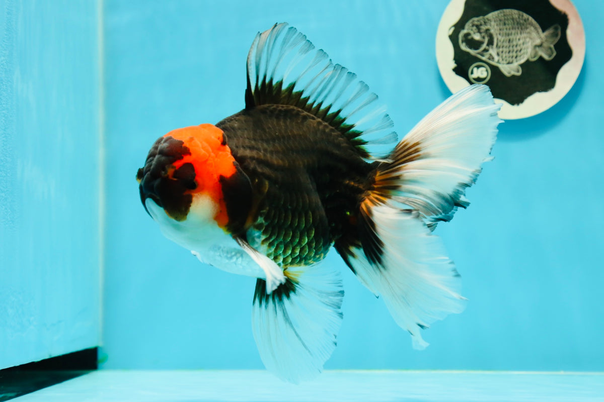 AAA Grade Ironman Tricolor Giant Generation Oranda Male 6-6.5 inches ...