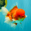 A Grade Red White Oranda Male 5.5 inches #080726OR_12