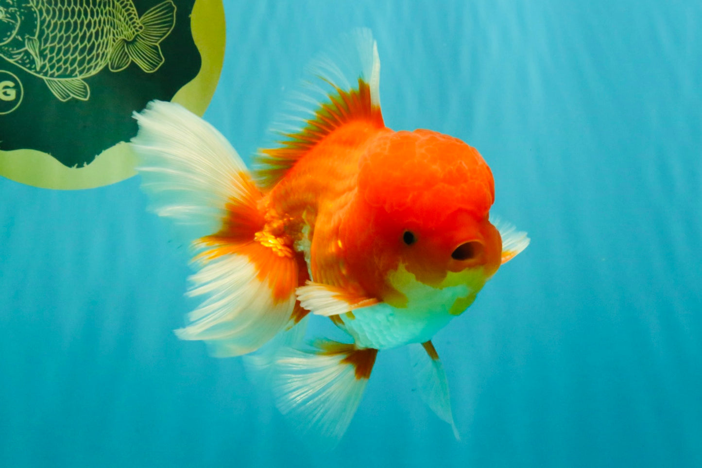 A Grade Red White Oranda Male 5.5 inches #080726OR_12