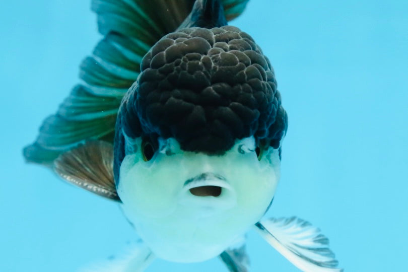 A Grade Panda Button Eyes Oranda Male 5 inches #080825OR_02