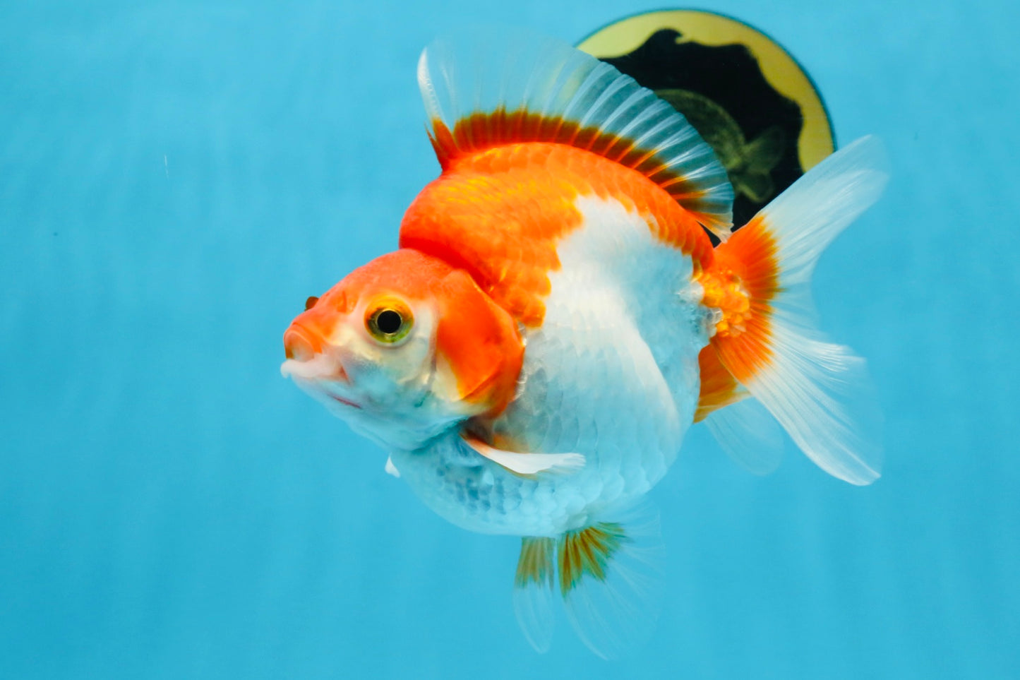 A Grade Red White Ryukin Female 4.5 inches #111425RK_10