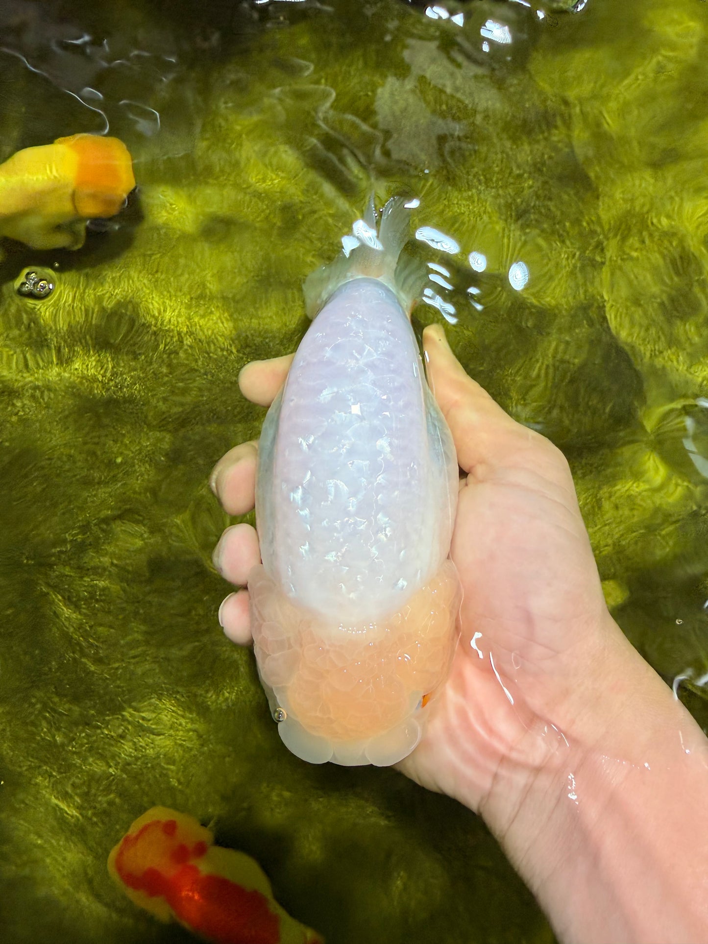 A Grade White Sakura Chinese Ranchu Female 5.5-6 inches #022026RC_21