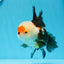 AAA Grade Tricolor Oranda Male 5 inches #0920OR_21