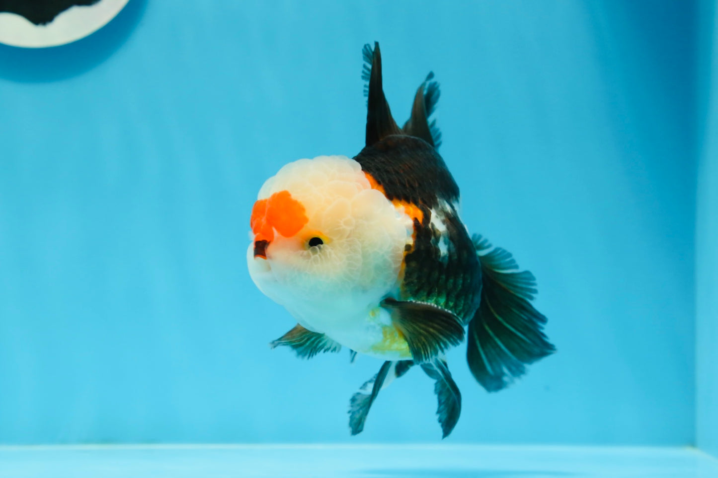 Macho oranda tricolor de grado AAA de 5 pulgadas n.° 0920OR_21