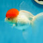 AAA Grade Tomato Head Oranda Female 4.5 inches #0818OR_14