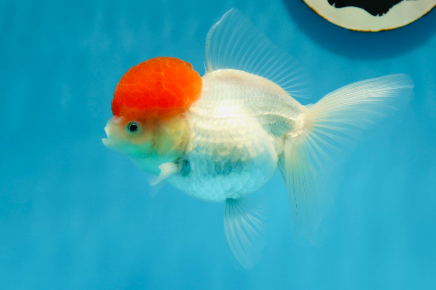 AAA Grade Tomato Head Oranda Female 4.5 inches #0818OR_14